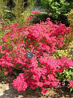 Azalee - Azalea Hinomayo (fam. Ericacees) (1) (Photo F. Mrugala)